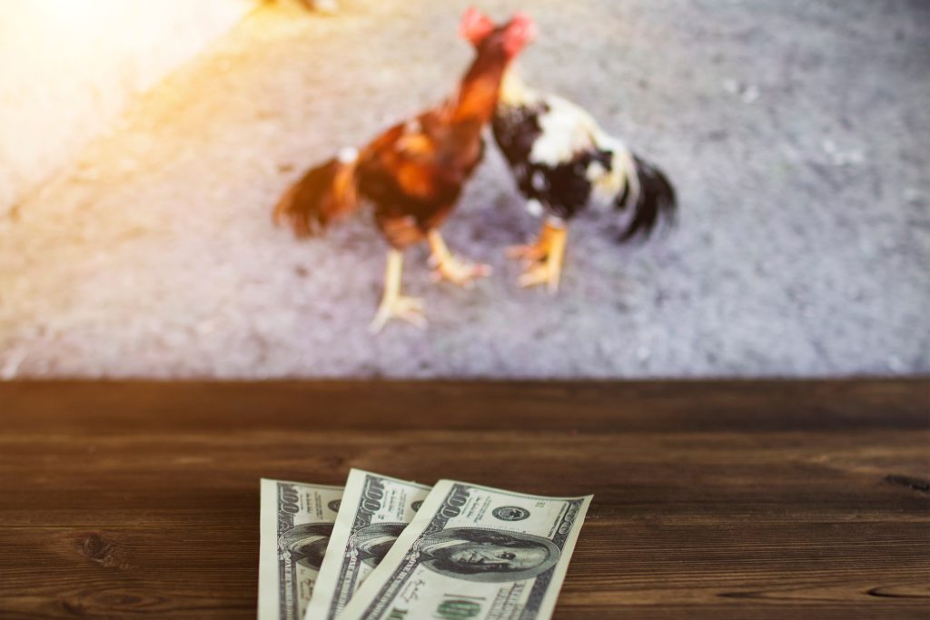 Tiền đô la trên nền TV chiếu các trận chọi gà, cá cược thể thao, đô la